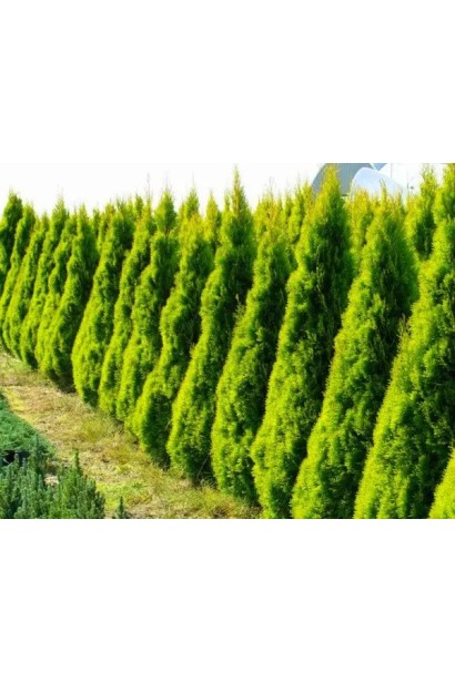 Туя Голден Брабант у живоплоті